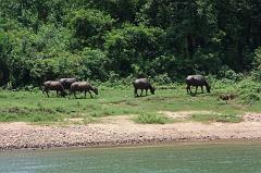 598-Guilin,fiume Li,14 luglio 2014